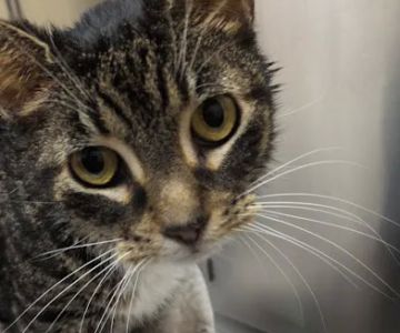 Middletown Animal Hospital: Velazquez Francisco DVM