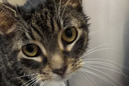 Middletown Animal Hospital: Velazquez Francisco DVM