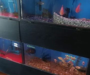 International Aquarium