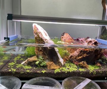 Aqua Forest Aquarium