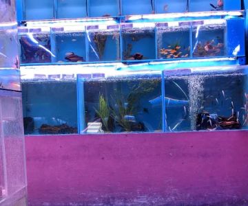 6th Avenue Aquarium