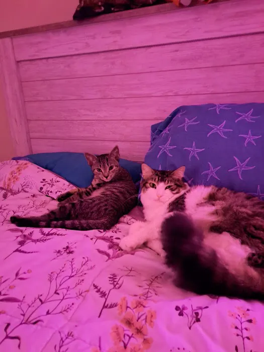Cedars Veterinary Hospital 12