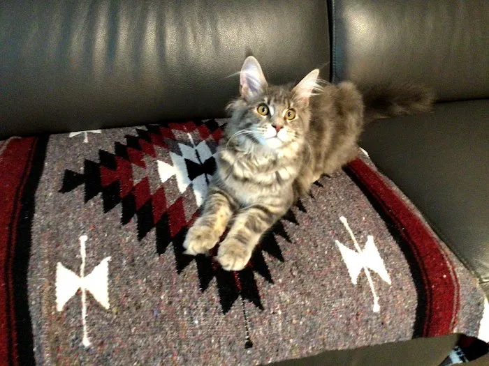 SIMBA MAINE COON CATTERY 12
