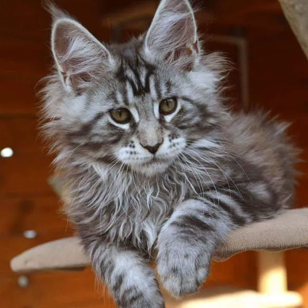 SIMBA MAINE COON CATTERY 12