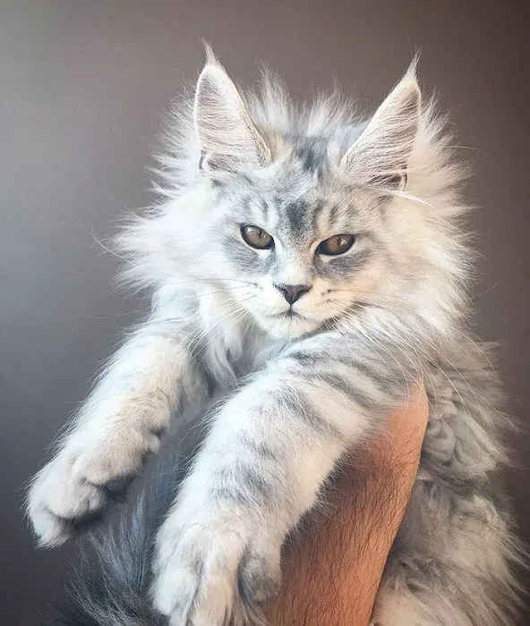 SIMBA MAINE COON CATTERY 12