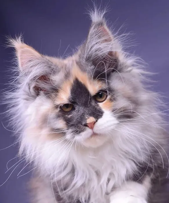 SIMBA MAINE COON CATTERY 12