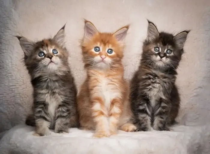SIMBA MAINE COON CATTERY 12