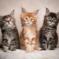 SIMBA MAINE COON CATTERY ico
