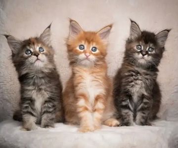 SIMBA MAINE COON CATTERY