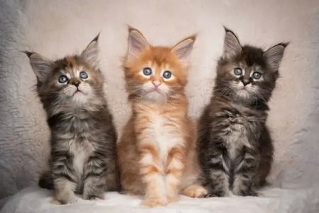 SIMBA MAINE COON CATTERY