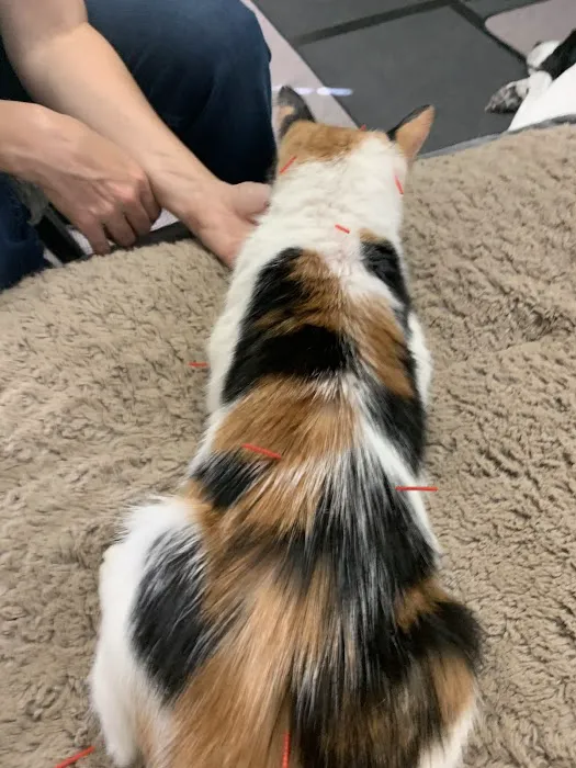 Hands to Paws 12