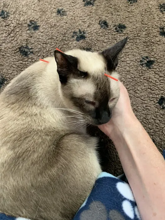 Hands to Paws 12