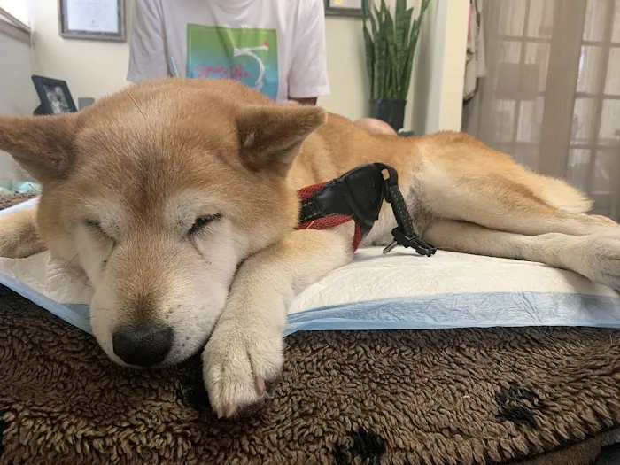 Hands to Paws 12