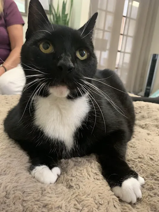 Hands to Paws 12