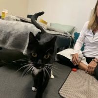 Hands to Paws ico
