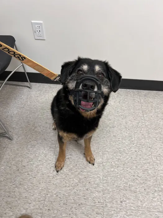 GSVS Veterinary Emergency Care Toms River 1