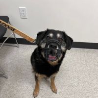 GSVS Veterinary Emergency Care Toms River ico