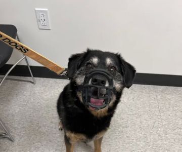 GSVS Veterinary Emergency Care Toms River