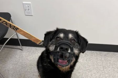 GSVS Veterinary Emergency Care Toms River