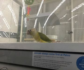 Petco