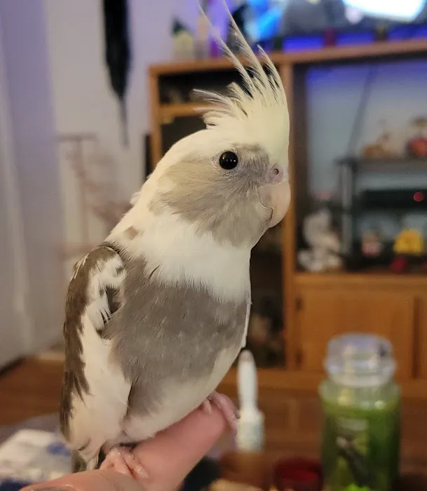 Nautilus Avian & Exotics Veterinary Specialists 12