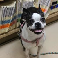 Laurelton Veterinary Hospital ico