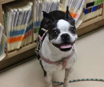 Laurelton Veterinary Hospital