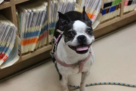 Laurelton Veterinary Hospital