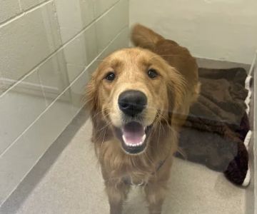 Toms River Animal Hospital