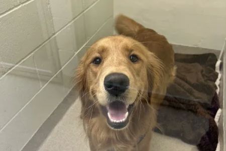Toms River Animal Hospital