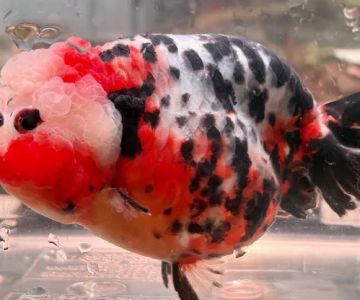 Full House Goldfish (满屋金鱼)