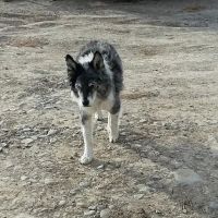 Creatures Large & Small Animal Hospital ico