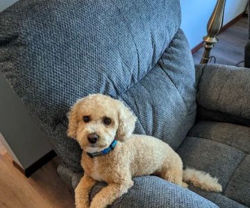 Sea Girt Animal Hospital