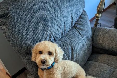 Sea Girt Animal Hospital