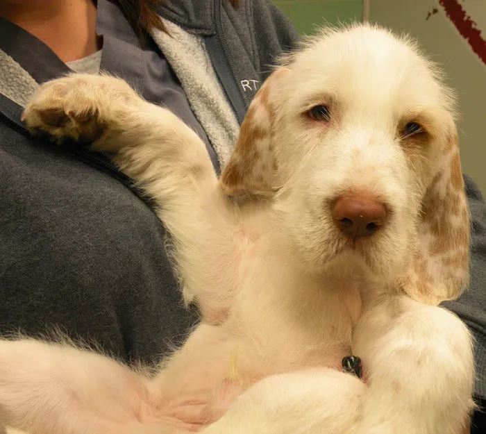 Sea Girt Animal Hospital 12