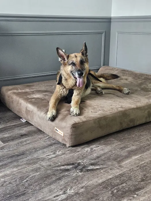 The Doggy Gym 12