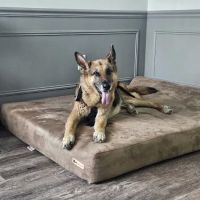 The Doggy Gym ico