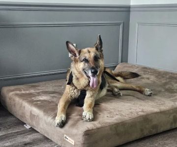 The Doggy Gym