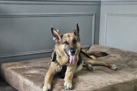 The Doggy Gym