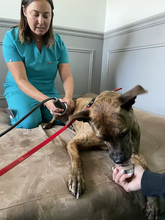 The Doggy Gym 12