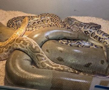 San Jose Reptile Show (June 21 & 22)