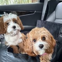 Brielle Animal Clinic ico