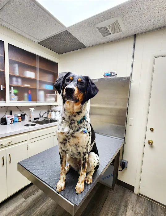 Brielle Animal Clinic 12