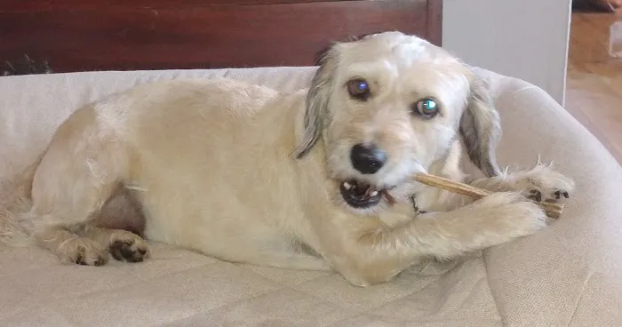Brielle Animal Clinic 12