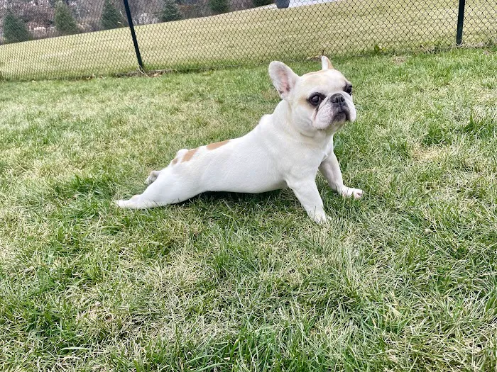 Brielle Animal Clinic 12