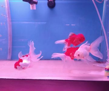 C D Aquarium