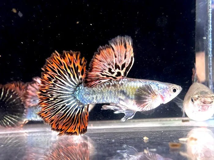 Bright Aquarium 1