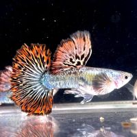 Bright Aquarium ico