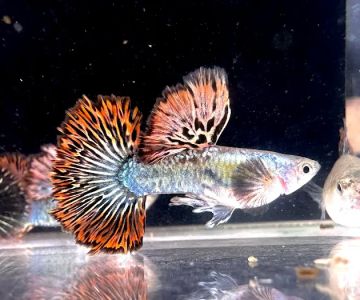 Bright Aquarium