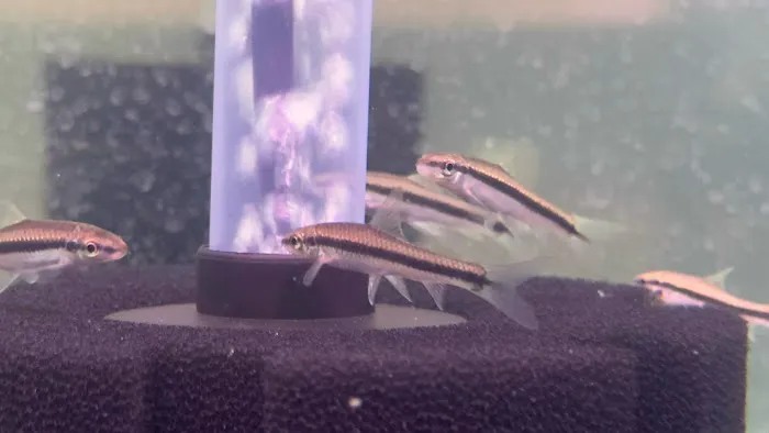 Bright Aquarium 10